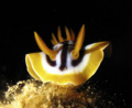   nudibranch RedSea Sharm Ixus75  
